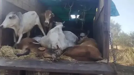 पशु तस्करी
