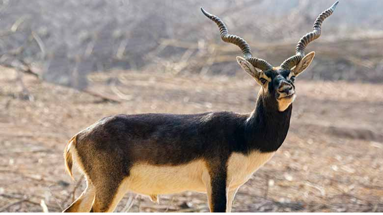 कांगेर घाटी राष्ट्रीय उद्यान में हिरण का शिकार, 5 गिरफ्तार
