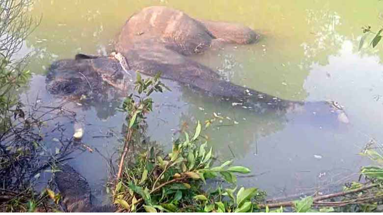 Elephant found dead in a drain, electrocution suspected