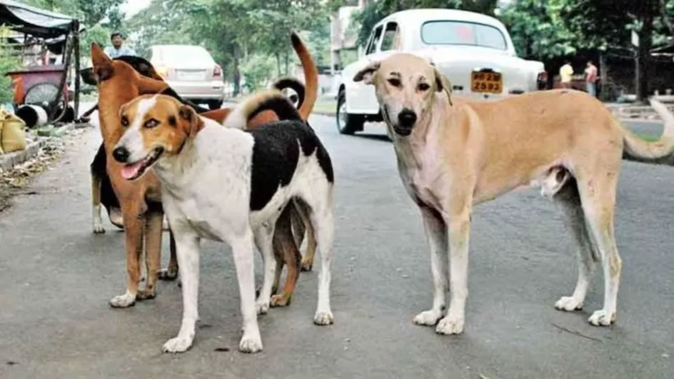 आवारा कुत्ते