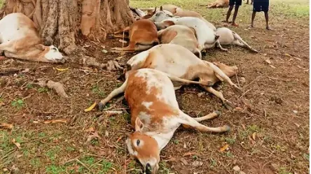 मवेशी मरे