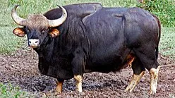 गौर