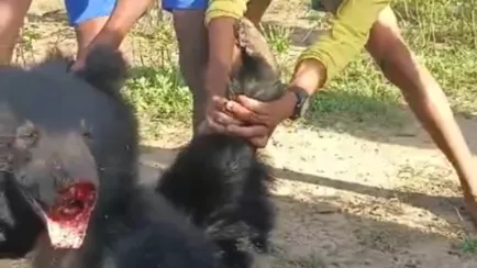 भालू के साथ क्रूरता