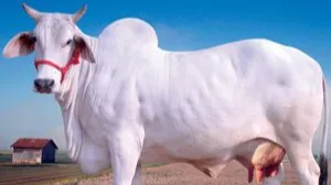 गाय