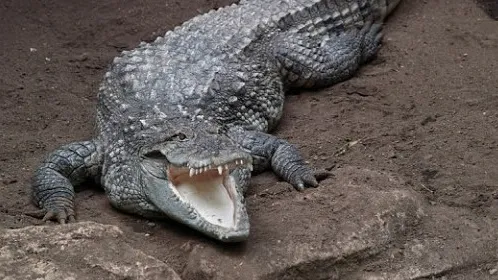मगरमच्छ