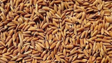 प्रमाणित बीज अमानक