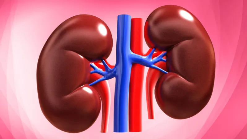 kidney