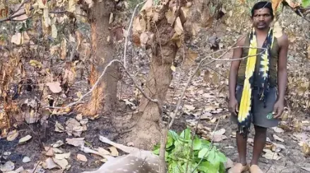 चीतल