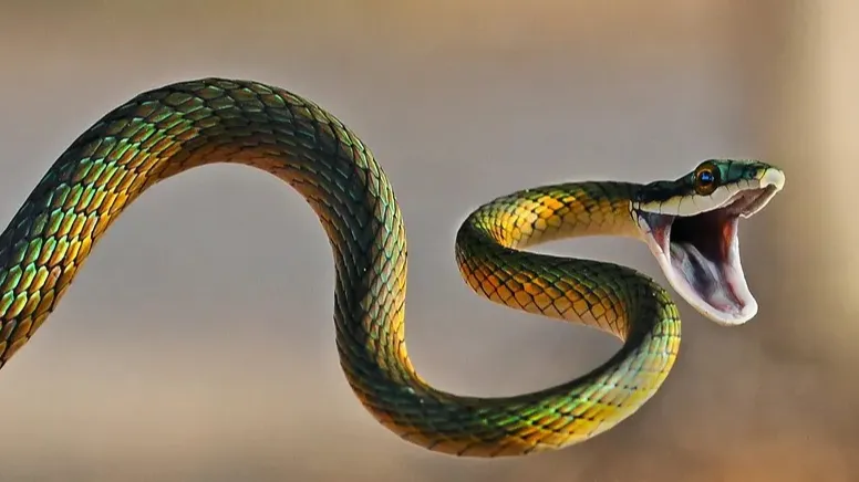 सर्प