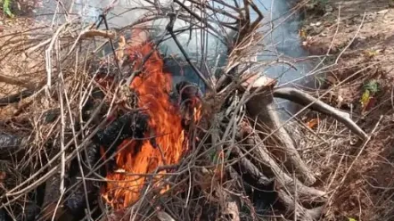 Heatwave kills female bear