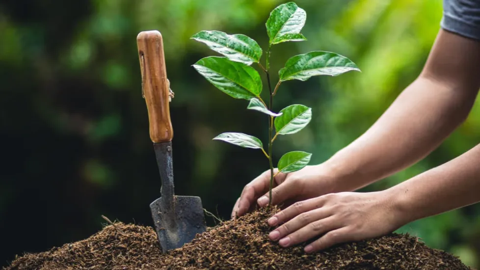Plantation