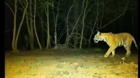 Tigress revives hope for Udanti