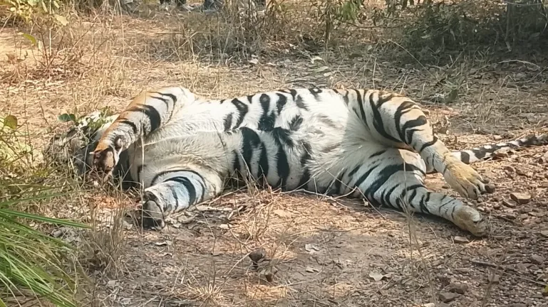 बाघ