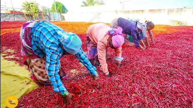 लाल मिर्च गुंटूर
