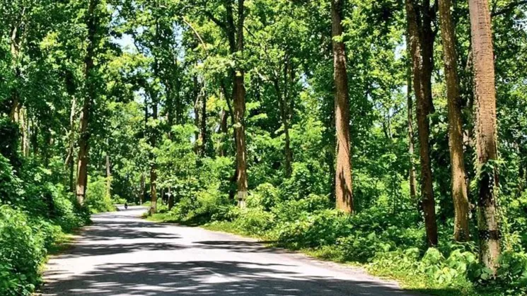 असम जंगल