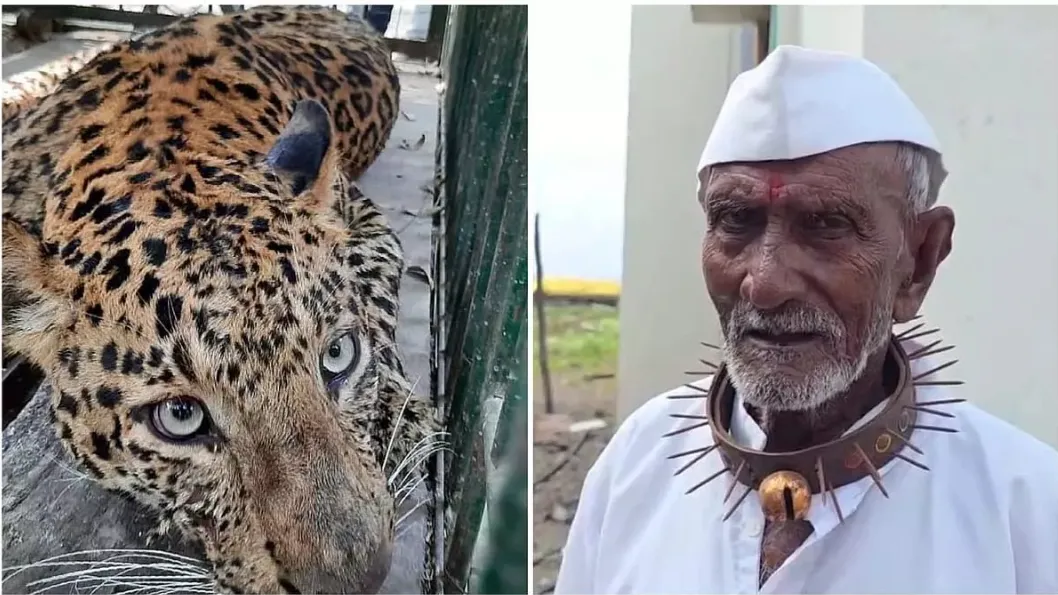 कंटीला कालर