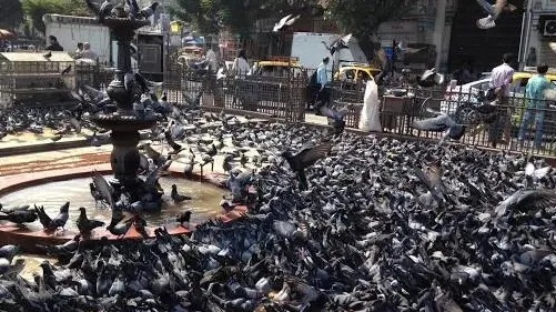कबूतरखाने