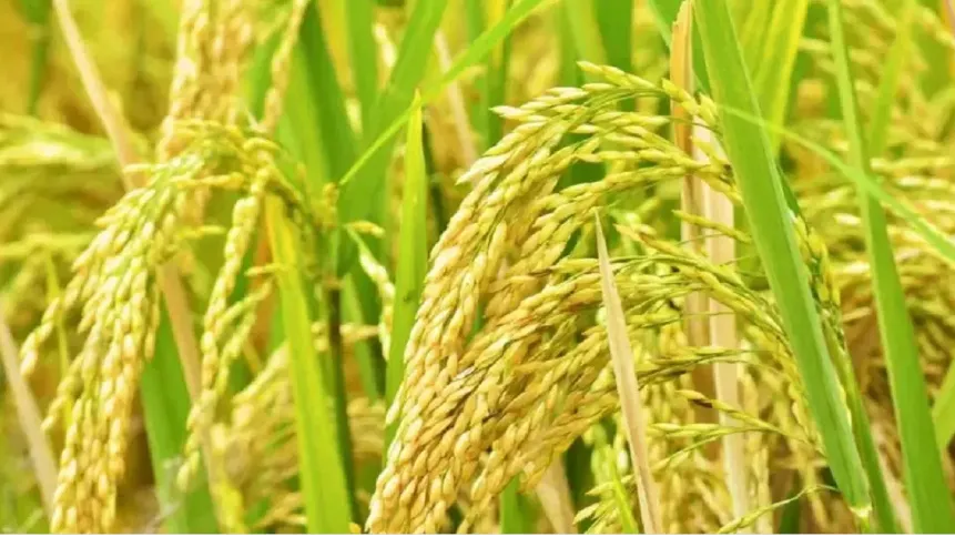 विष्णुभोग धान 