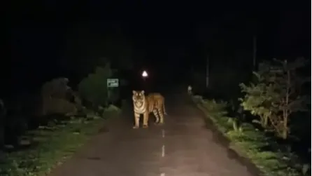 बाघ- दंतेवाड़ा