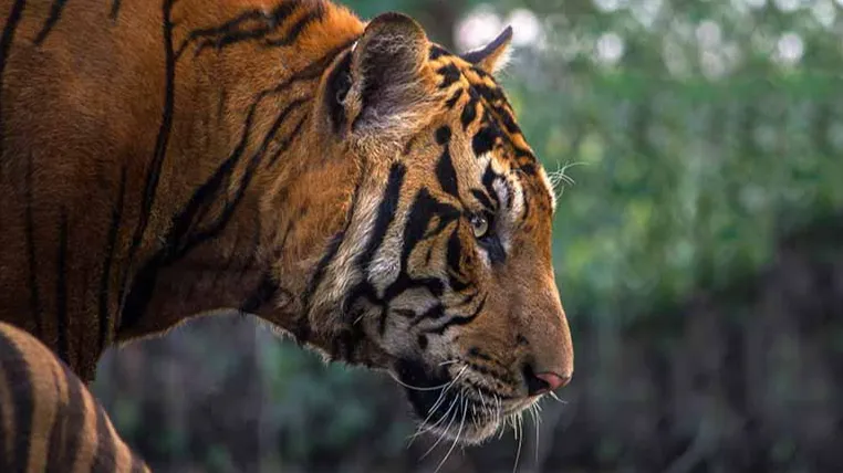 छत्तीसगढ़ के खैरागढ़ में बाघ
