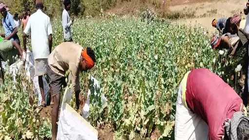 अफीम की खेती-2