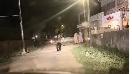 Panic in Gaurela as bear roams near police station