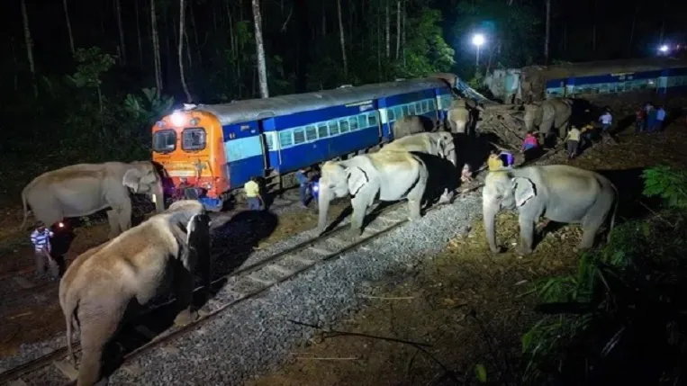 हाथी मृत