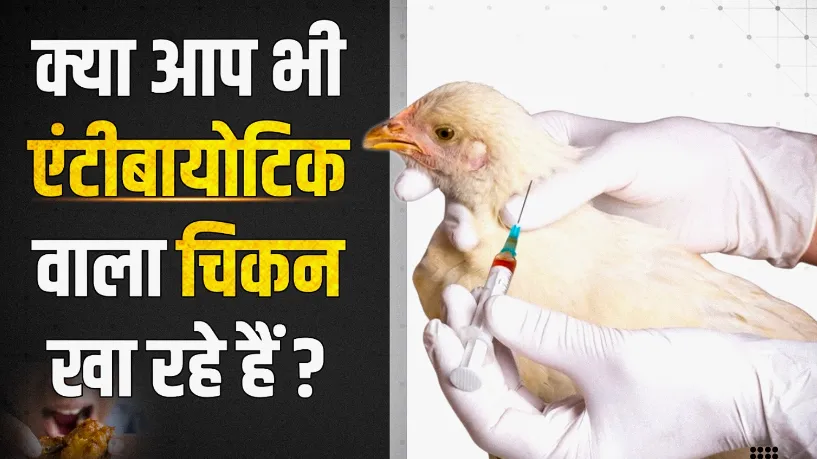 चिकन में एंटीबायोटिक