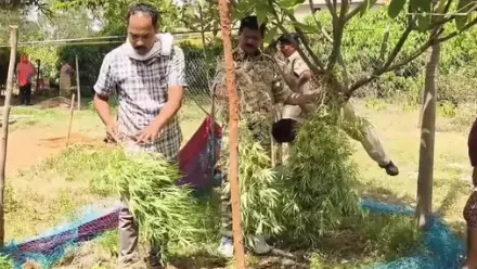 गांजे के पौधे-जशपुर
