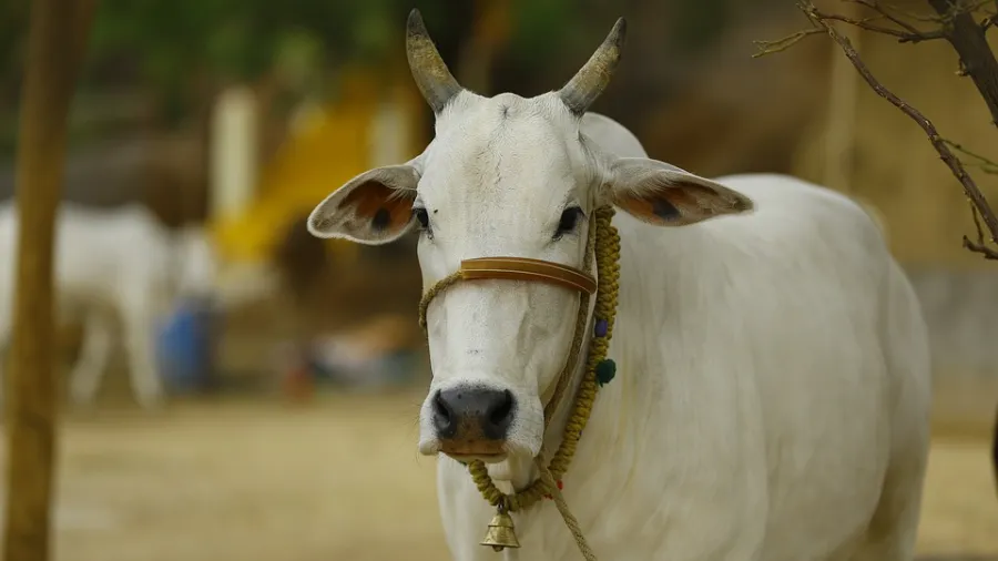 गाय