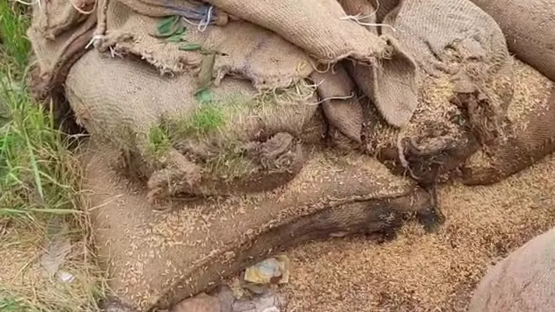 धान