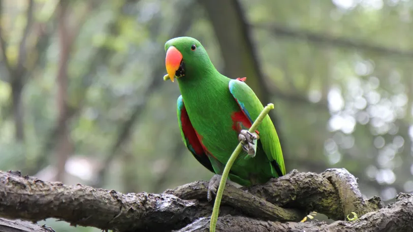 Forest team attacked during raid on illegal bird sale