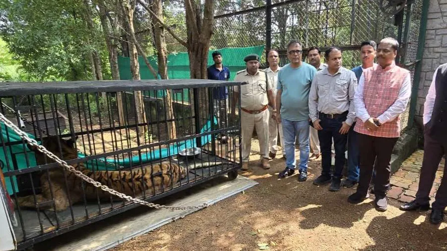 बाघिन बिजली