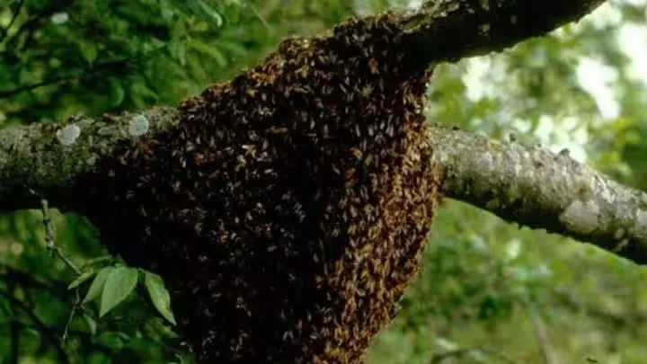 Wild bees an obstruction in Anti-Naxal operations in Bastar