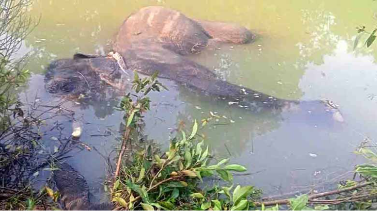 कोरबा में दंतैल हाथी मारा गया, नाले में डूबा मिला