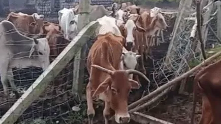 आवारा मवेशी