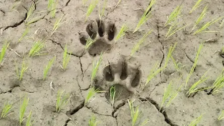 पदचिन्ह