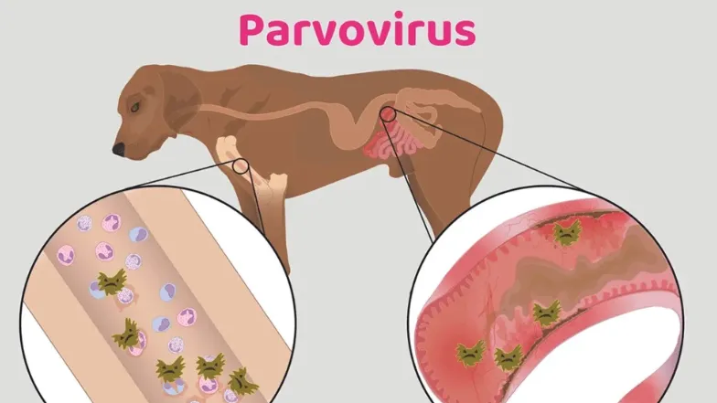 Parvo Virus