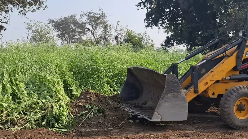 अफीम की खेती