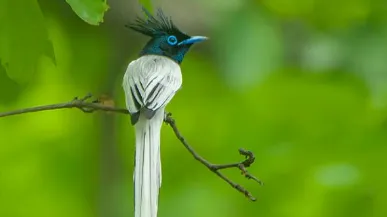 The Indian Paradise Flycatcher breeds regularly across Chhattisgarh, experts say