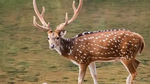 चीतल