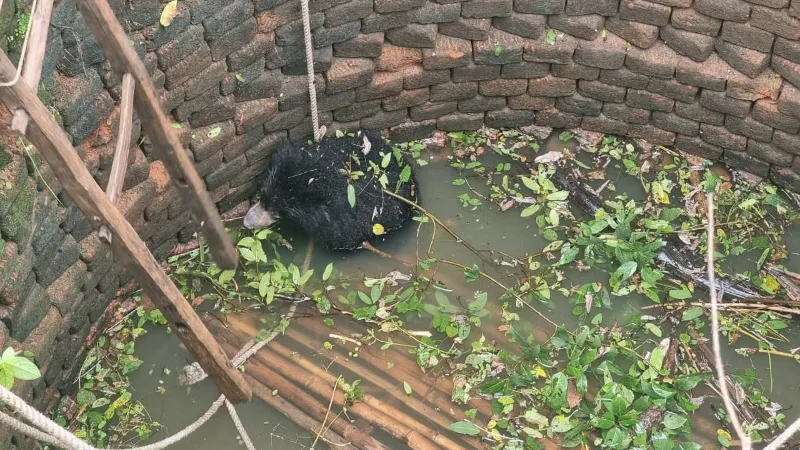  भालू का शावक