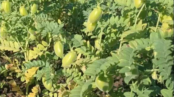 छत्तीसगढ़ में चना में फलछेदक का प्रकोप