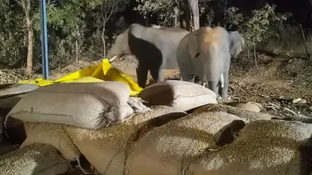 हाथी धान खा गए