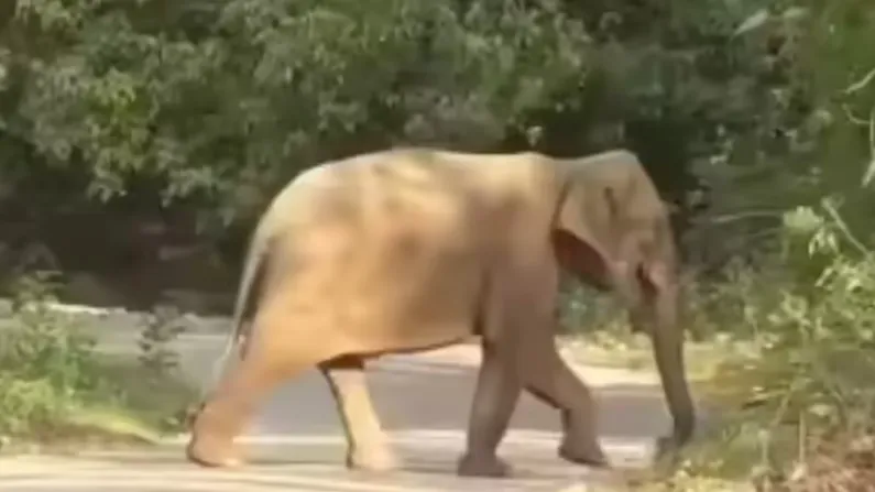 हाथी