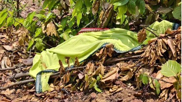 55-year-old attacked and trampled by an elephant, dies 