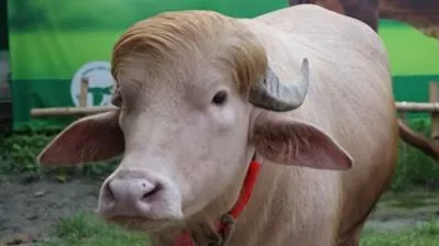 डोनाल्ड ट्रंप भैंसा