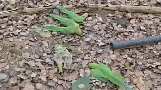 तोतों की मौत