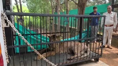 बाघिन बिजली