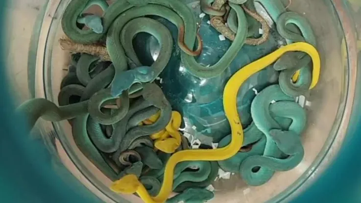 सांप तस्कर